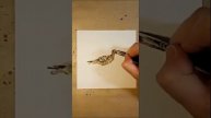 Bar-tailed godwit acrylic painting on paper time lapse