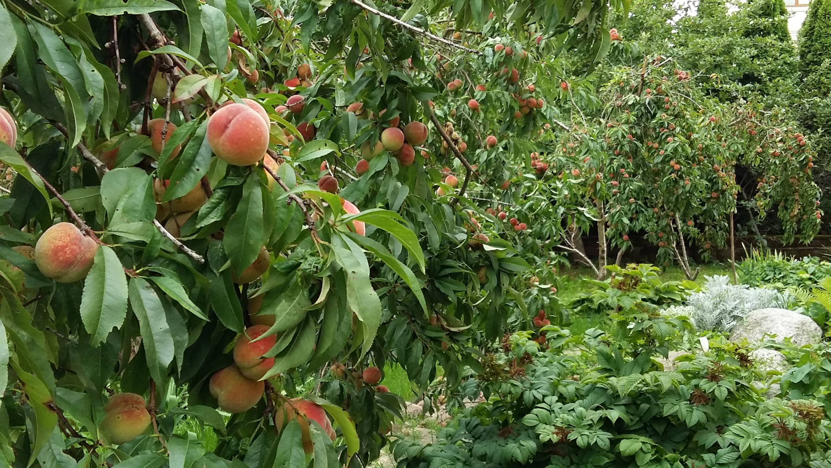 🍑Персиковый пирог с шоколадом и грецким орехом. Вкусный, необыкновенный пирог на скорую руку.🍑