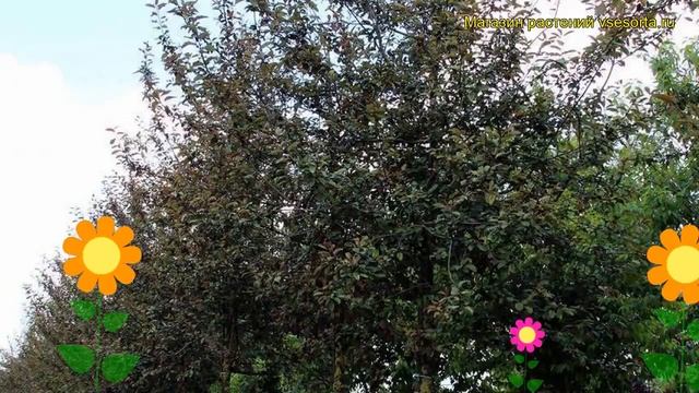Черемуха обыкновенная Колората. Краткий обзор описание характеристик prunus padus Colorata