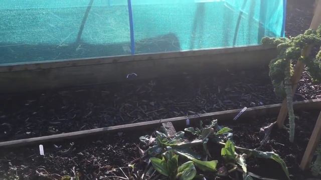 What Lived - And What Died - On The Allotment During The Deep Freeze