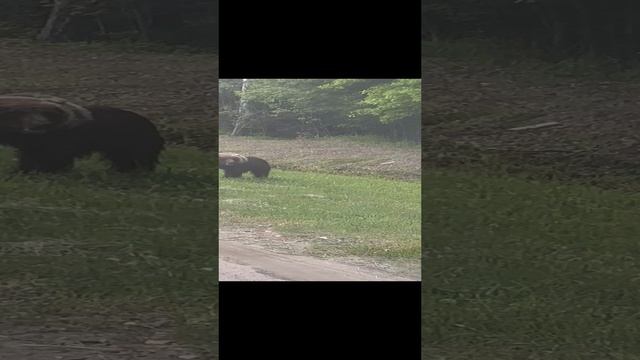 Медведь вышел на дорогу