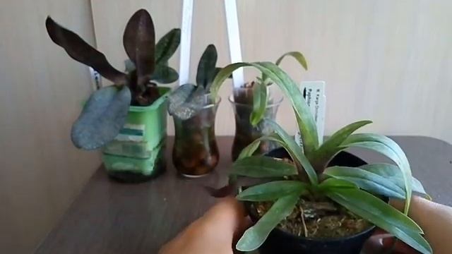 70. Моя коллекция башмаков. Лето 2020.