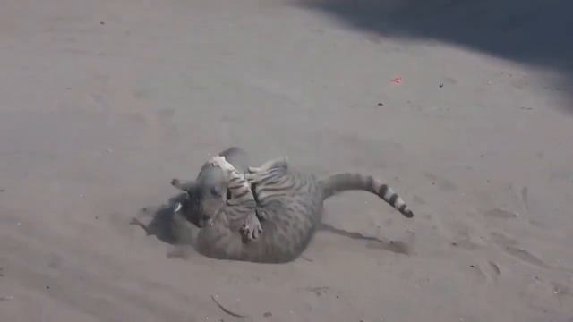 Разборки маленьких хищников.Clash of cats