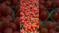 Собираю урожай помидоров по 2 ведра с каждого куста! Деревенская подкормка томатов для ленивых дачни