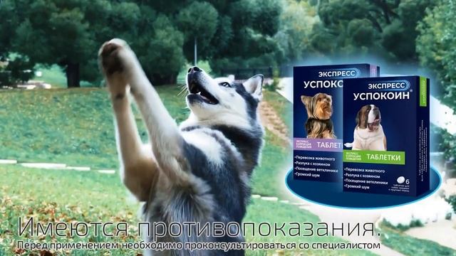 Стресс у собаки. Салют. Что делать?