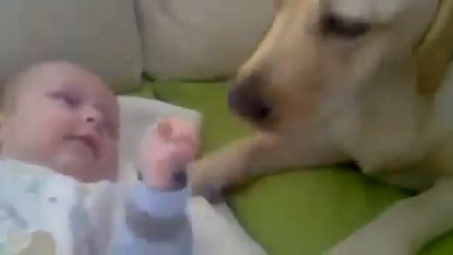 Умора, собака и малыш