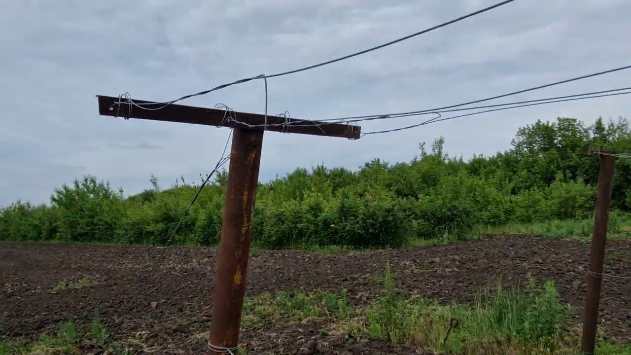 Актинидия спустя полтора месяца после жутких возвратных заморозков