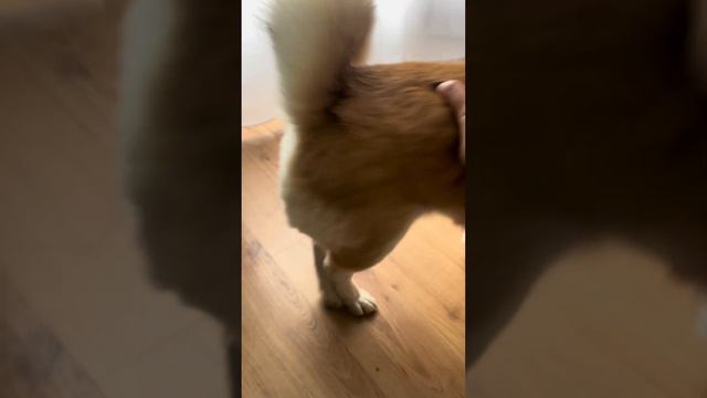 Лохматая акита сходит с ума и кидается на хозяйку