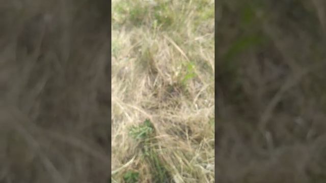 Обыкновенный серый кузнечик.