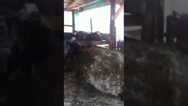 Выдача рулона сена под навес фронтальным погрузчиком.