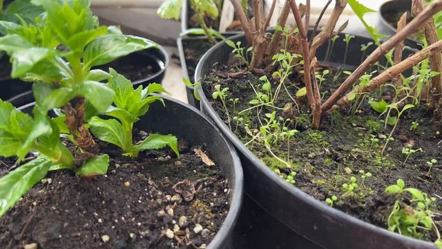 Маточные гортензии. Новинки на черенки. Про Зою Ивановну. 11.03