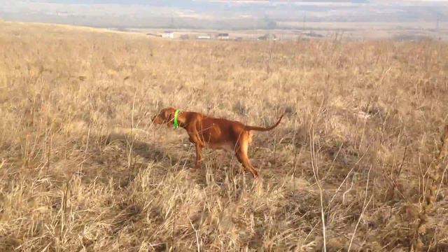работа герды по куропаткам