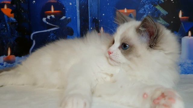 Заводная игрушка кукла - рэгдолл. Котенок Кitten