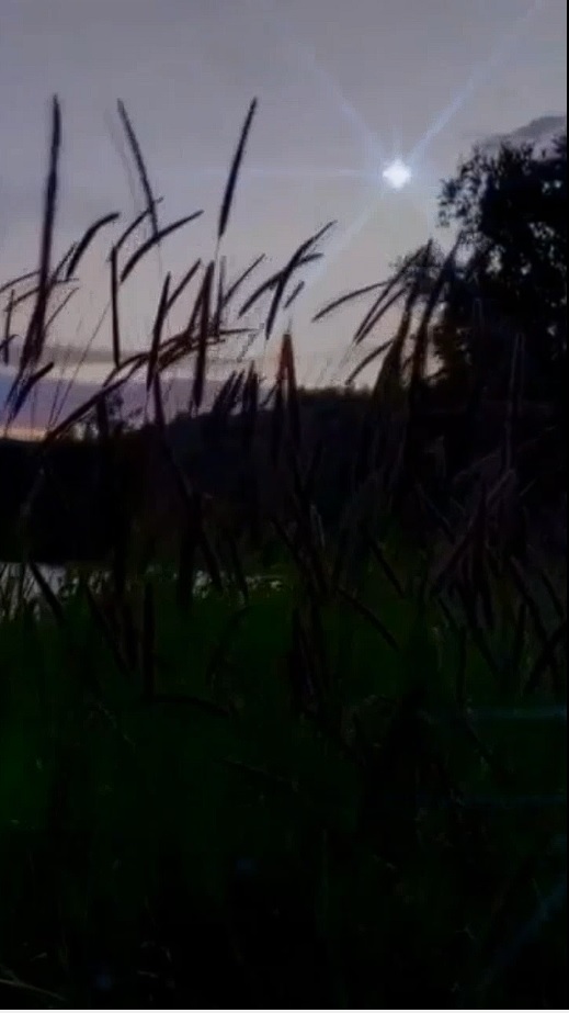 Ночные звуки природы, озеро, сверчки, птицы. #отдых для души #релакс #медитация #музыка #звуки приро