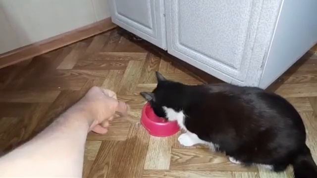 Кот Макс очень проголодался.