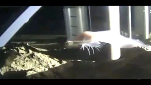самая глубоководная рыба