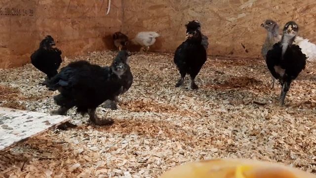 Цыплята разных пород кур. Гилянские, орловские и сибирская мохноножка.