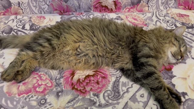 Кот Борис отдыхает.