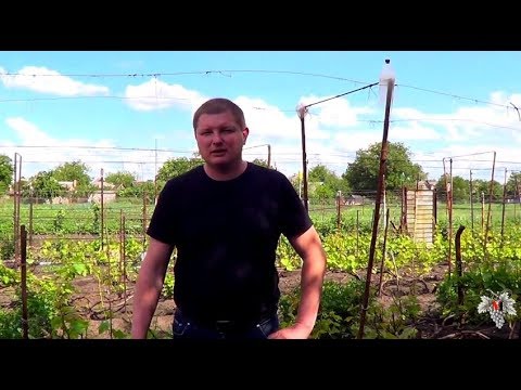 Виноградный клещ (Зудень). Методы борьбы с ним. Часть 2