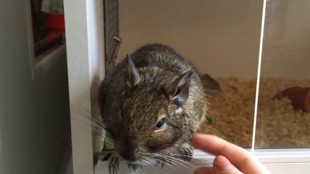 My Pet Degu Peach