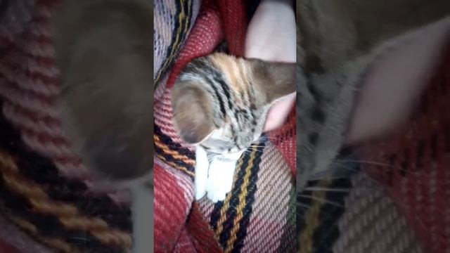 Нежность. Котенок Маня ищет дом  Приют Петербург