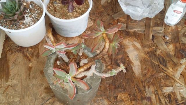 || NURSING AN ALMOST DEAD SUCCULENT ||