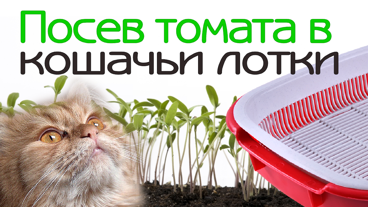 Посев семян томата в кошачьи лотки. Проверка всхожести гибридов - Добрые Семена.ру