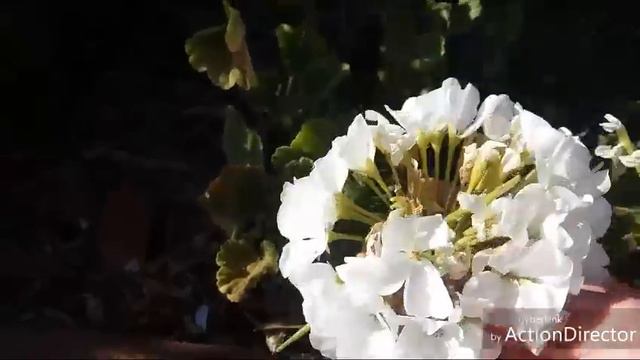 ОБЗОР Сада в Конце МАЯ.2019.