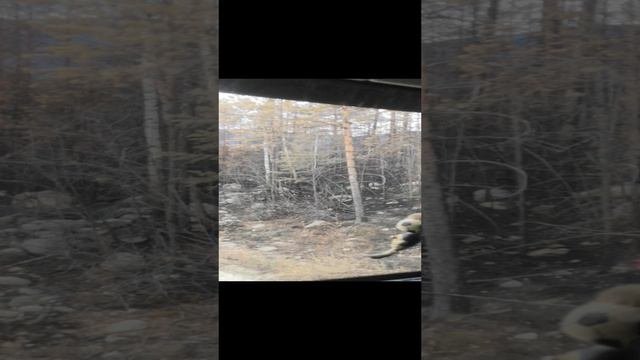 После пажара Северомуйск.mp4