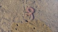 Fascinating living things in the Wadden Sea: the ragworm (Hediste diversicolor) / Seeringelwurm