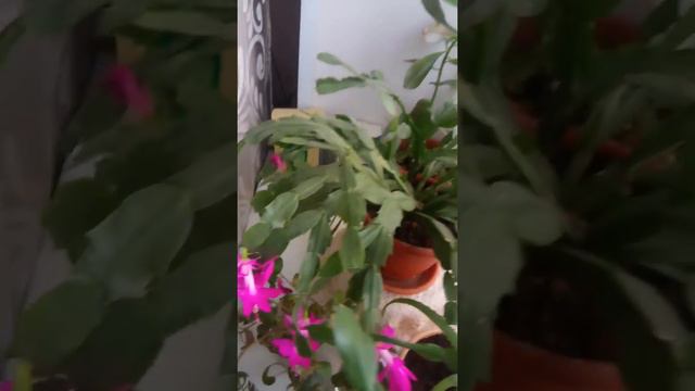 Из-за теплой зимы всё сошло с ума