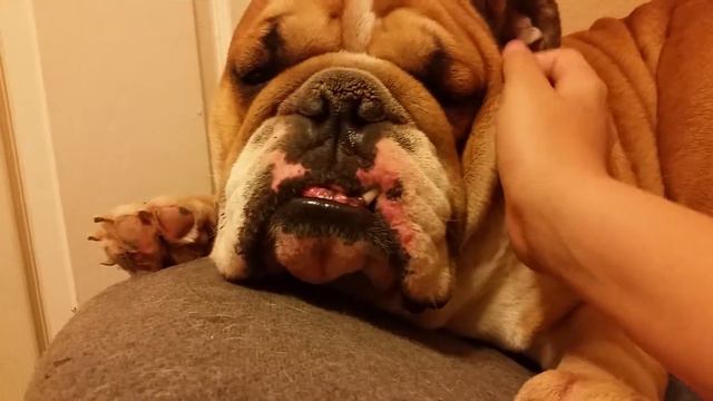 A ENGLISH BULLDOG NAMED SPIKE HAS A DREAM WHERE SOMEONE PETS HIM