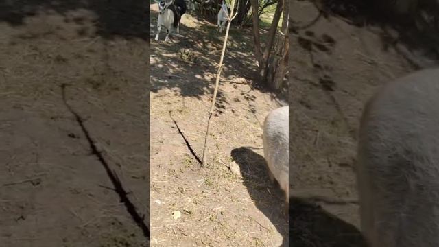 нутриевая ферма.mp4