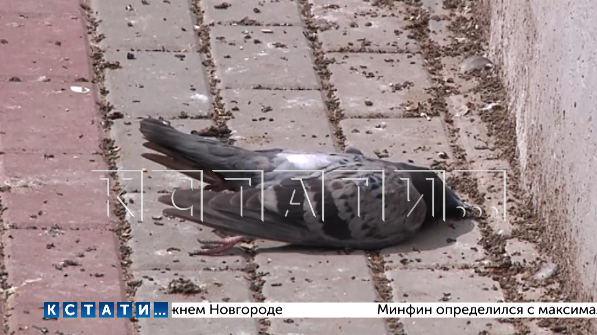 Массовый падеж птиц в центре Нижнего Новгорода, жители говорят об отравлении