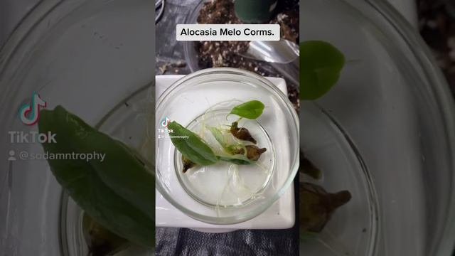 Alocasia Melo Corms. houseplants plants alocasia corms tropicalplants garden Melo grow see