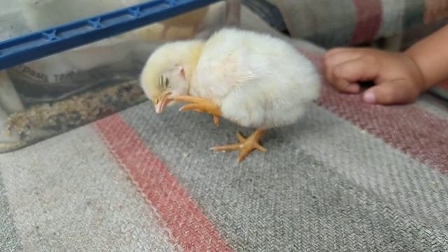 ЦыплятаChickensмаленький цыпленок