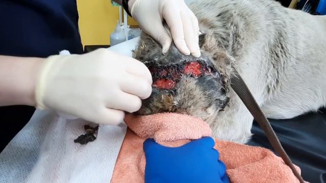 Спасение изувеченного дикого пса...
