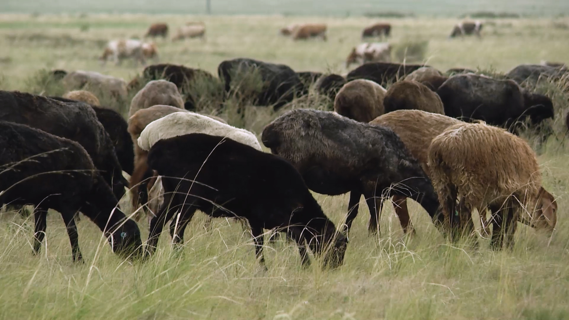 В Хакасии до 1 сентября крупнорогатый скот и свиньи должны быть промаркированы