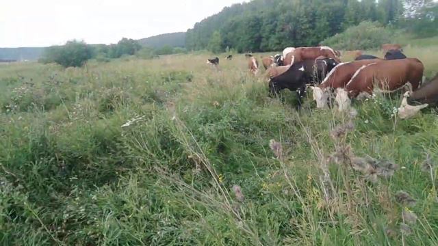 Продам коровы мясного направление