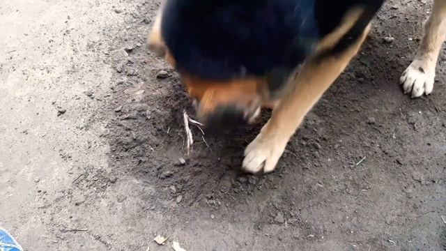 Собака копает землю