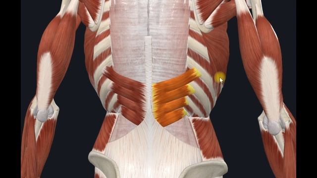 Верхняя и нижняя задняя зубчатая мышца (mm. Serratus Posterior Superior Et Inferior) 3D Анатомия
