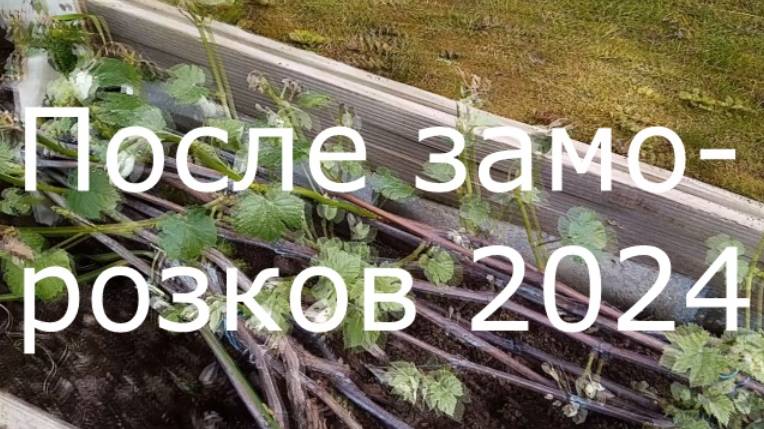 После заморозков 2024 май.