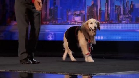 José and Carrie Dancing Dog Shows Her Sweet Moves America's Got Talent 2016 Auditions