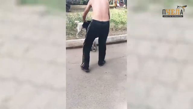 Устроившую переполох обезьяну поймали и отправили в полицию в Магнитогорске