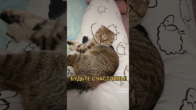 любимые_питомцы кошечки