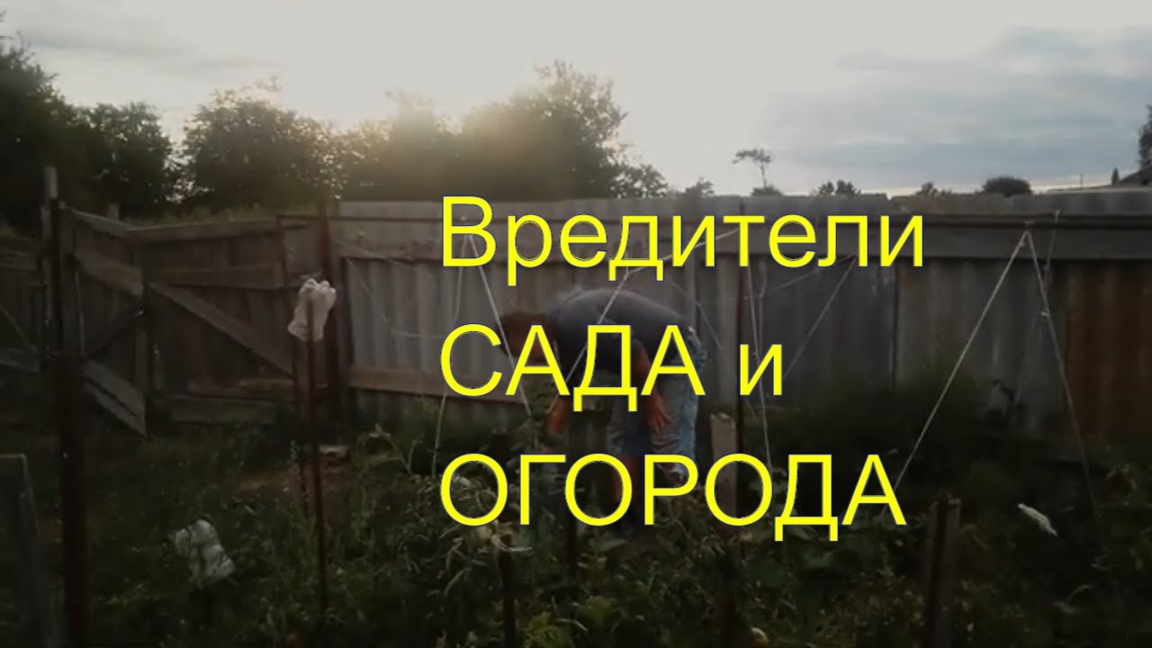 Супер препарат, от ВСЕХ членистоногих вредителей сада, огорода..mp4