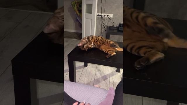 Бенгальский кот кайфует 😸