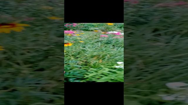 Сериал цветут на даче красивые цветы в саду на клумбе за городом на природе в Подмосковье. серия 18