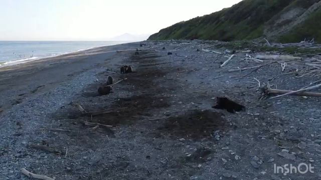Медведи на пляже. Охотское море.