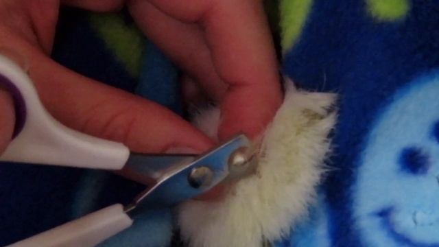 RABBIT GROOMING: How To Cut Your Bunny's Nails | Trimming Rabbit Nails